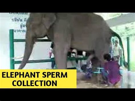 elephant cum|Elephant semen collection